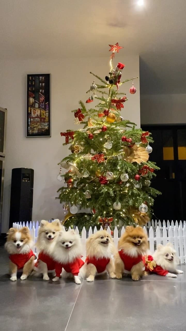 Groupe de Spitz Allemand nains en tenue rouge de Noël, posant devant un sapin décoré.