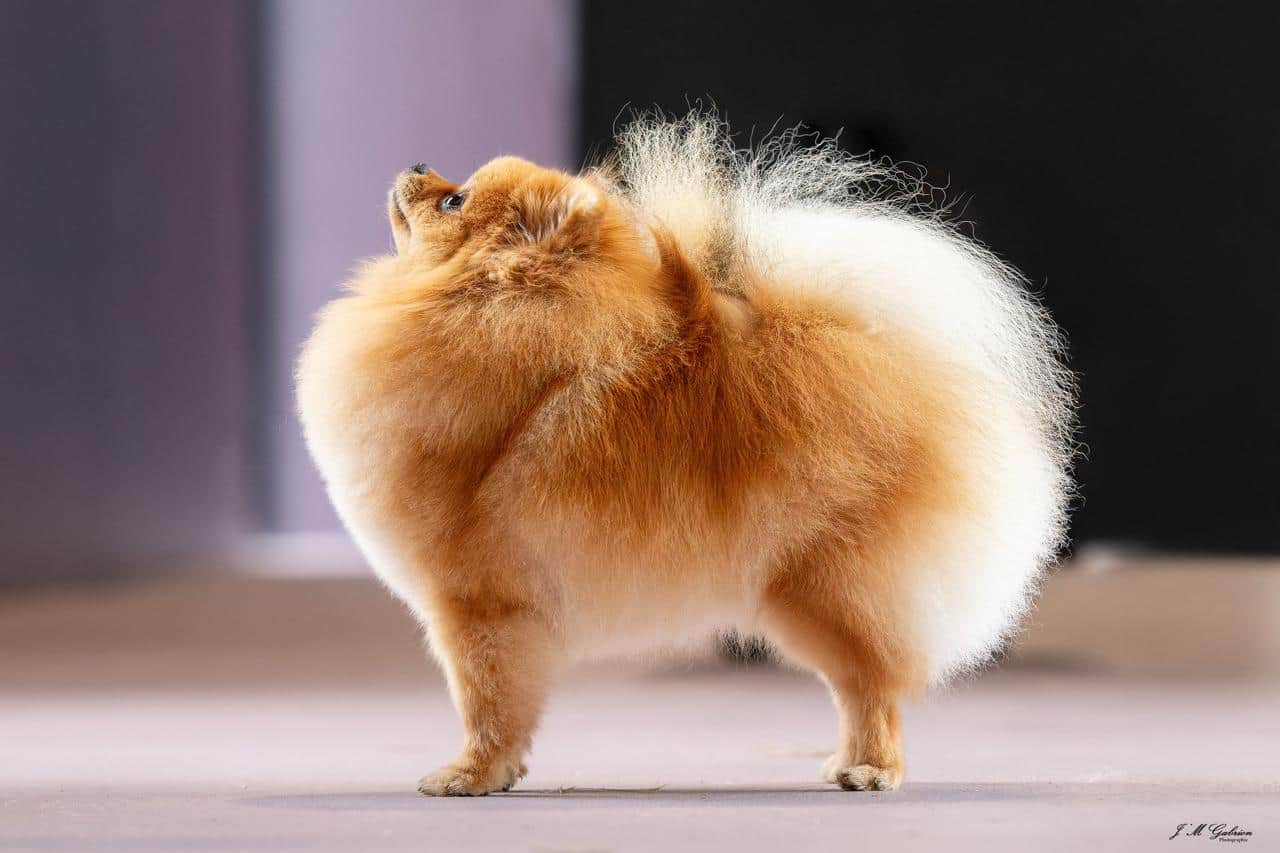 Spitz Allemand nain roux courant joyeusement sur l’herbe, pelage soyeux et museau souriant.