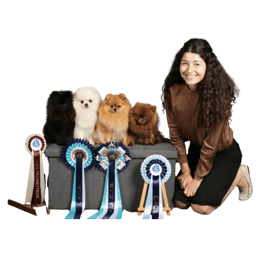 Éleveuse posant avec plusieurs Spitz Allemand nain primés et leurs rubans de concours.