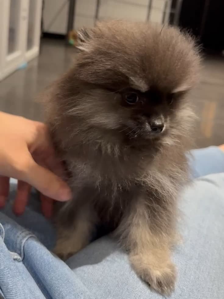 Bijou, chiot spitz nain pomeranian (femelle)